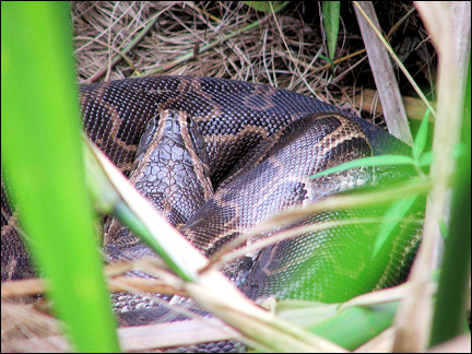Uganda - Park Lake Mburo, rolled-up python