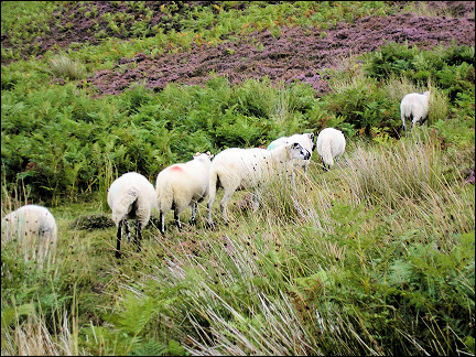 United Kingdom, Wales - Walking along the Wye one sees lots of sheep