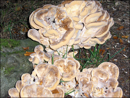 United Kingdom, Wales - Pretty mushrooms