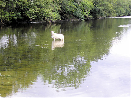 United Kingdom, Wales - Sheep in the Wye
