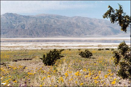 USA, California - Desert Sunflowers near Badwater