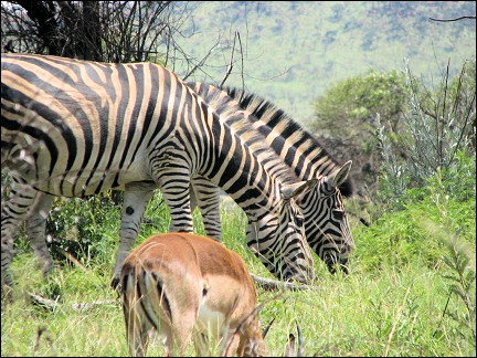 South Africa - Pilanesberg National Park, zebras