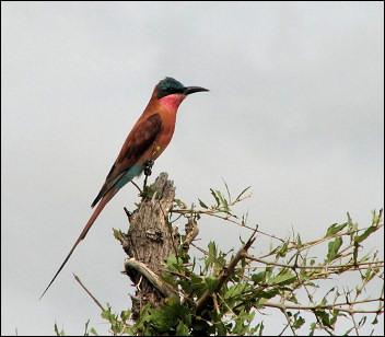South Africa - Marakele National Park, carmine bee-eater