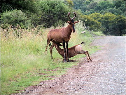 South Africa - Marakele National Park, tsessebes