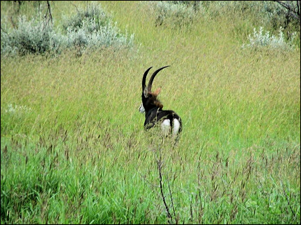 South Africa - Hannah Game Lodge, sable antelope