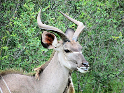 South Africa - Kruger Park, kudu