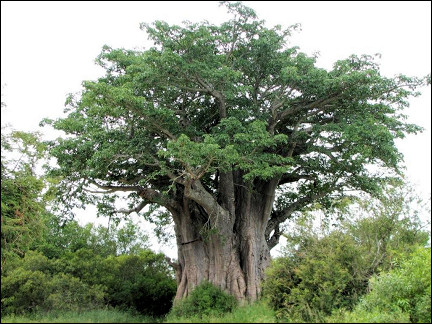 South Africa - Kruger Park, baobab