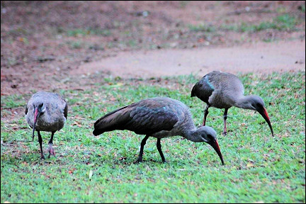 South Africa - Krugerpark, hadada ibises