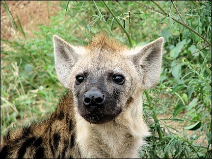 South Africa - Kruger Park, hyena pup