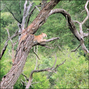 South Africa - Kruger Park, leopard in a tree