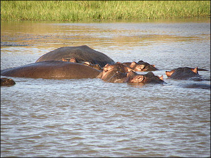 South Africa, Kwazulu-Natal - Hippoes in St. Lucia Lake