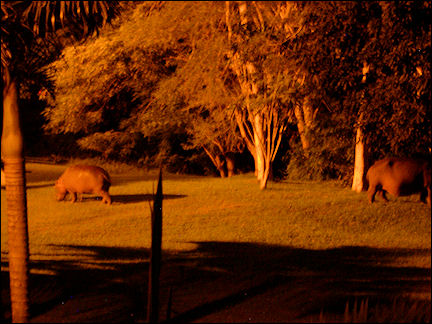South Africa, Kwazulu-Natal - St. Lucia, hippoes in our backyard