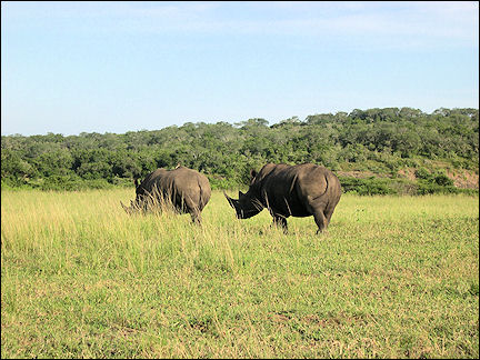 South Africa, Kwazulu-Natal - White rhinos in Hluhluwe Umfolozi Game Reserve