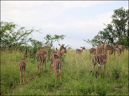 South Africa, Kwazulu-Natal - Impalas in Hluhluwe Umfolozi Game Reserve