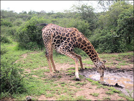 South Africa, Kwazulu-Natal - Drinking giraffe in Hluhluwe Umfolozi Game Reserve