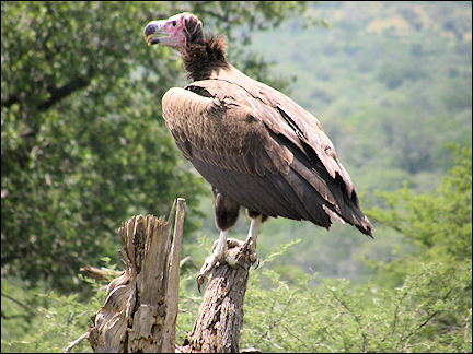 South Africa, Kwazulu-Natal - Vulture in Hluhluwe Umfolozi Game Reserve