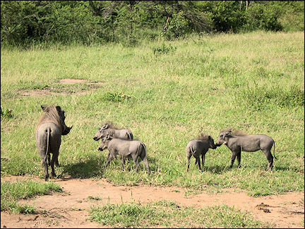 South Africa, Kwazulu-Natal - Warthogs in Hluhluwe Umfolozi Game Reserve
