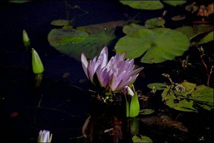 Zambia - Eclipse, the waterlilies close their petals
