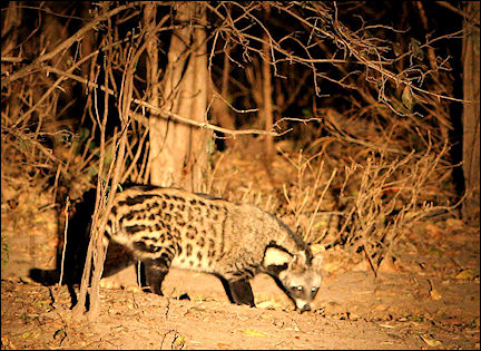 Zambia - Civet