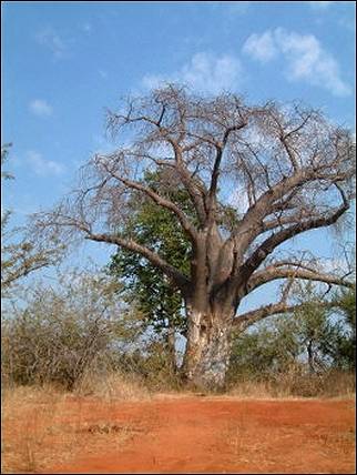 Zimbabwe - Baobab
