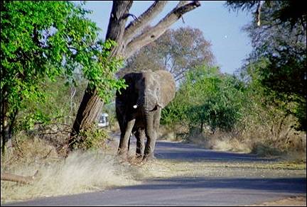 Zimbabwe - Elephant on the road